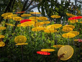 庭院梧桐与鄢陵花卉市场的花卉艺术鄢陵花卉园